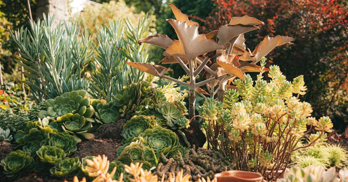 découvrez notre sélection de plantes qui aiment le soleil, parfaites pour embellir vos jardins et balcons toute l'année.
