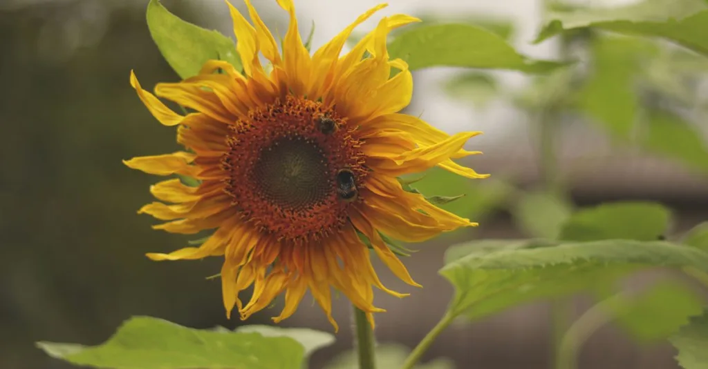 découvrez notre sélection de plantes qui aiment le soleil, parfaites pour embellir vos espaces ensoleillés et assurer une croissance optimale.