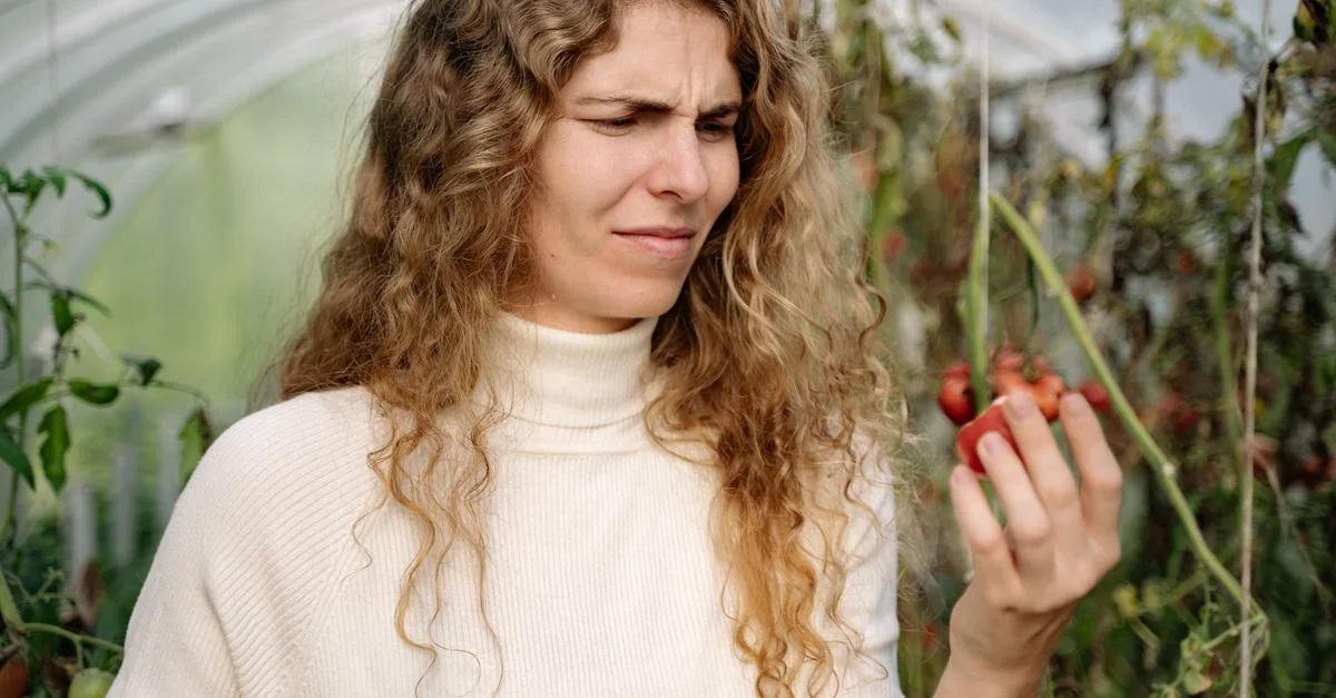 découvrez le meilleur moment pour planter vos tomates afin d'assurer une récolte abondante et savoureuse.
