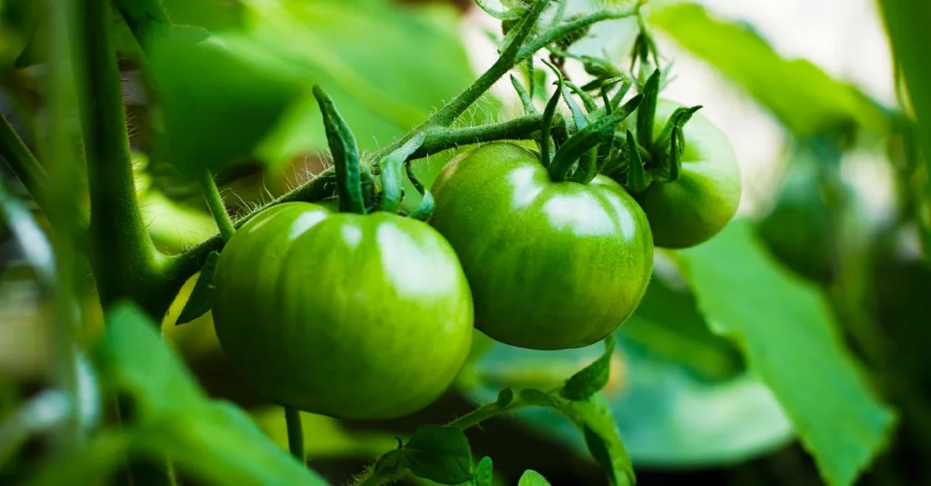 découvrez le meilleur moment pour planter vos tomates afin d'assurer une récolte abondante et savoureuse. conseils de plantation adaptés à chaque saison.