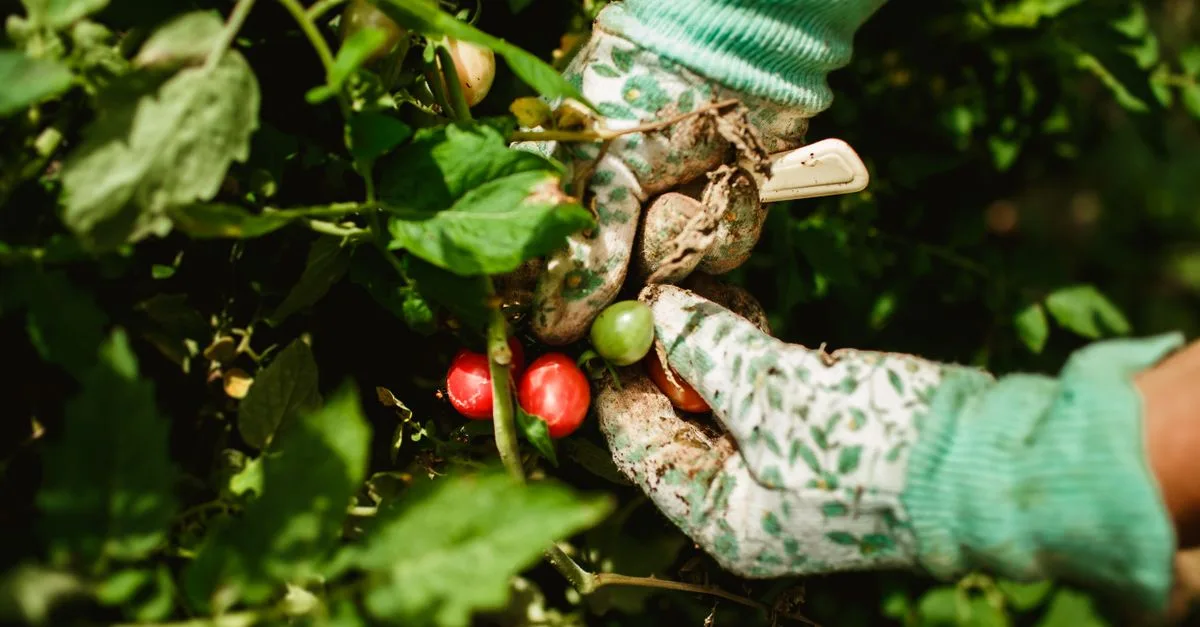 découvrez le meilleur moment pour planter vos tomates afin d'obtenir une récolte abondante et savoureuse. conseils de saison et techniques de plantation efficaces.