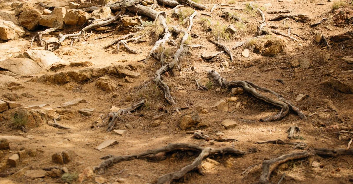 découvrez les meilleurs arbres adaptés aux sols alcalins pour embellir votre jardin et favoriser une croissance optimale.
