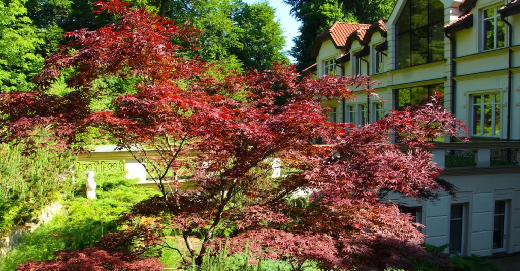 découvrez les meilleurs arbres pour embellir votre jardin près de la maison, alliant esthétique et fonctionnalité pour un extérieur agréable et ombragé.