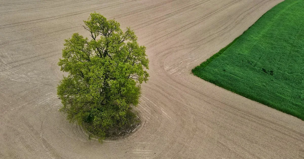 découvrez les meilleures espèces d'arbres adaptées aux sols argileux pour un jardin florissant et durable.