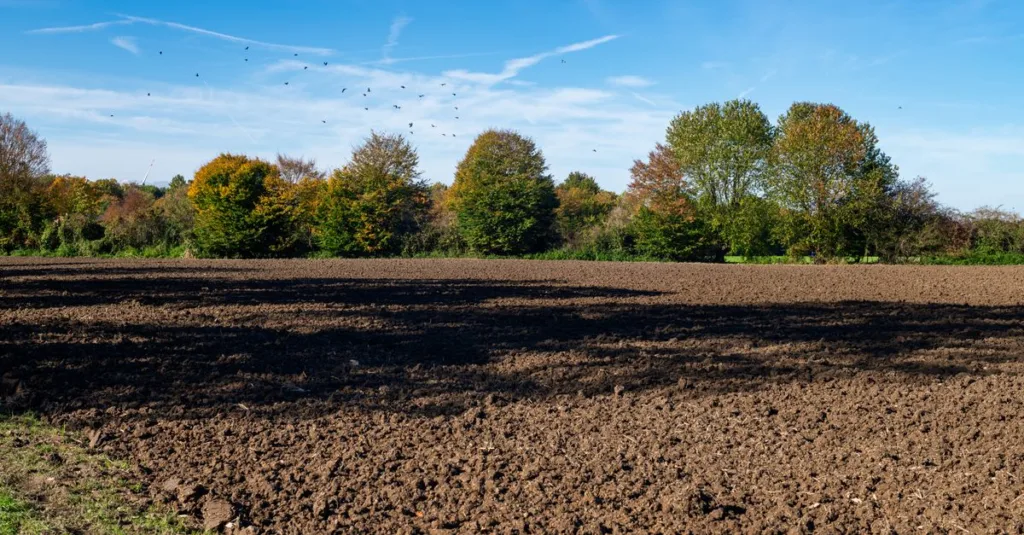 découvrez les meilleurs arbres adaptés aux sols argileux pour un jardin robuste et durable. conseils de plantation et entretien spécifiques pour sols lourds.
