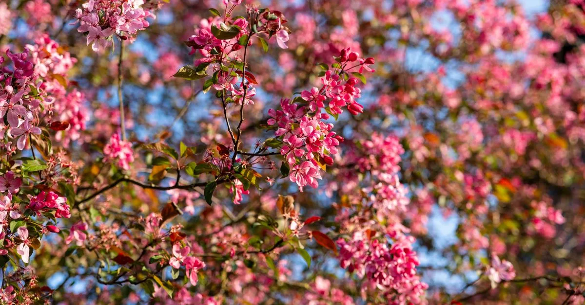 découvrez une sélection d'arbres idéaux pour les jardins en plein soleil, résistants et faciles à entretenir pour embellir votre espace extérieur.