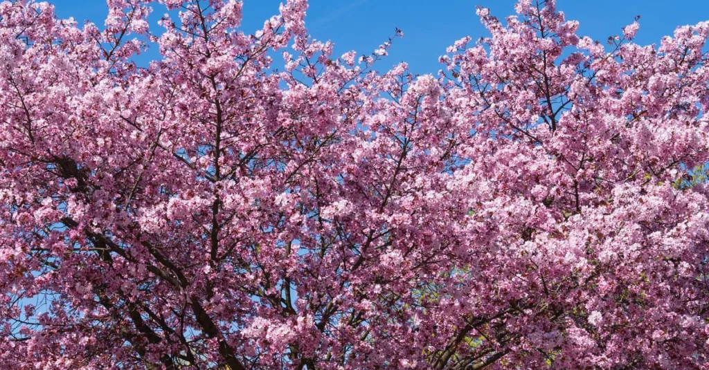 découvrez les meilleurs arbres adaptés aux jardins en plein soleil pour un espace extérieur lumineux et accueillant.