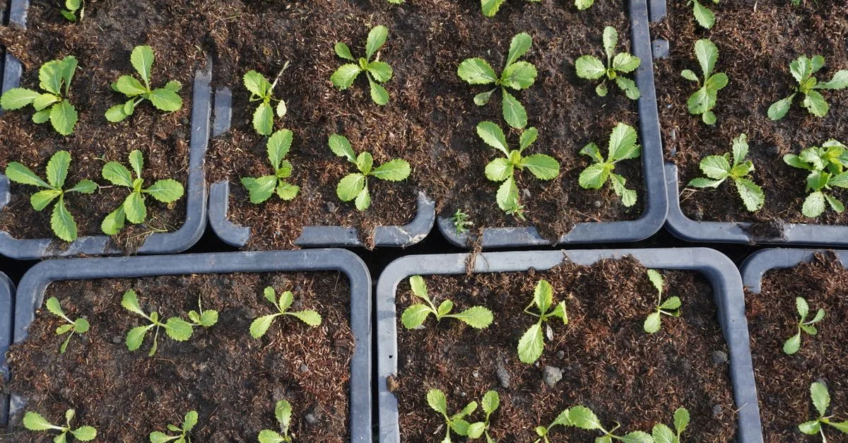 découvrez nos plants de légumes de qualité, prêts à être plantés pour un jardin productif et sain. parfaits pour démarrer votre potager avec succès.