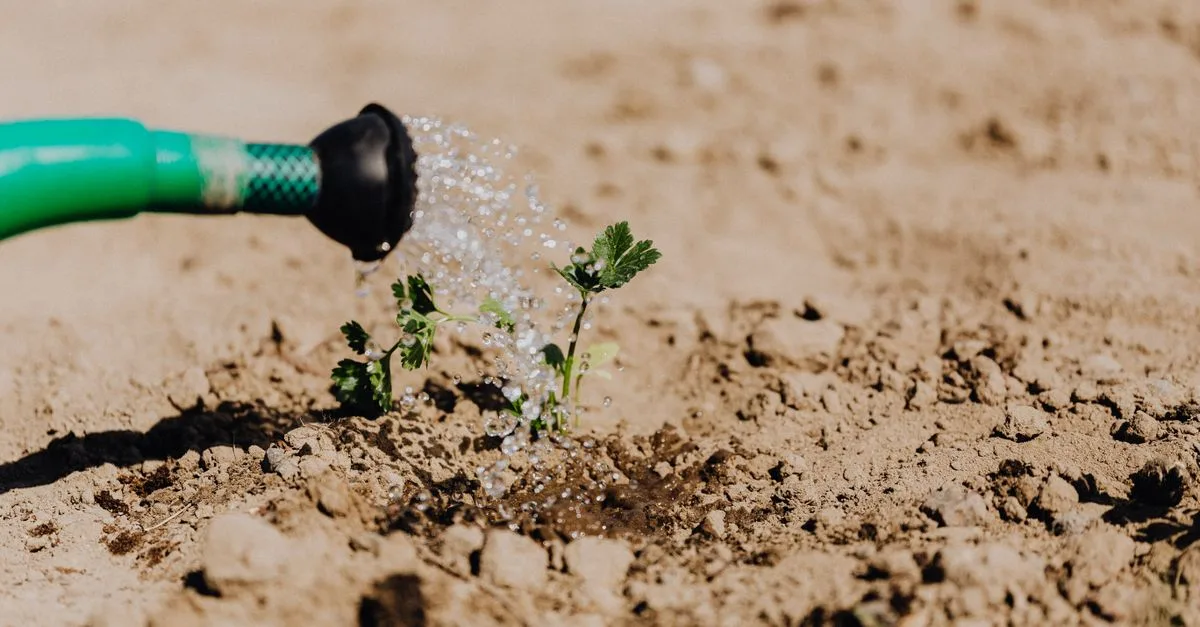 conseils essentiels pour arroser un arbre récemment planté afin d'assurer sa croissance et sa santé optimales.