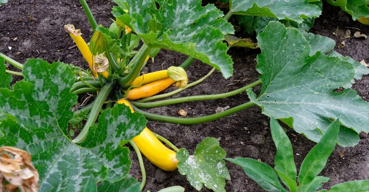 découvrez les meilleures pratiques pour la culture de la courgette, du semis à la récolte, pour un potager florissant et productif.